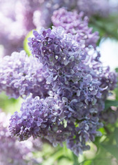 Purple flowering lilac bushes on a Sunny spring day in a city Park. Moscow, Russia
