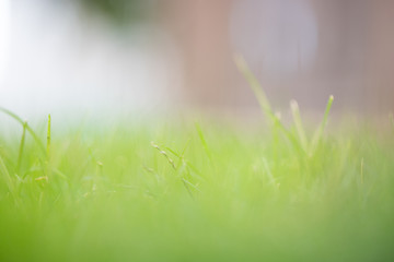 Green grass in the afternoon