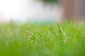 Green grass in the afternoon