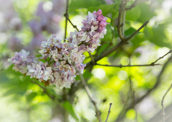 Purple flowering lilac bushes on a Sunny spring day in a city Park. Moscow, Russia