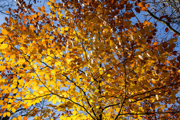 Colorful autumn leaves, close up