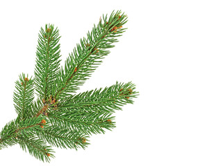 Green fir branch for christmas, isolated on white background.
