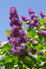 Flowers of lilac on tree with green leaf in sunny spring day at the Moscow city park