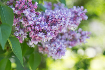 Flowers of lilac on tree with green leaf in sunny spring day at the Moscow city park