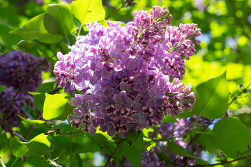 Flowers of lilac on tree with green leaf in sunny spring day at the Moscow city park