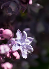 Fototapeta na wymiar Delicate pink lilac flowers macro close - up in soft focus on blurred background. Botanical pattern.