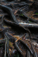 Exposed tree roots