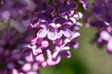Macro flowers of blossoming lilac 