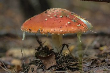 We collect mushrooms in the forest in autumn, fly agaric
