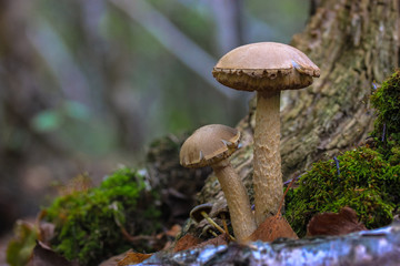 We collect mushrooms in the forest in autumn