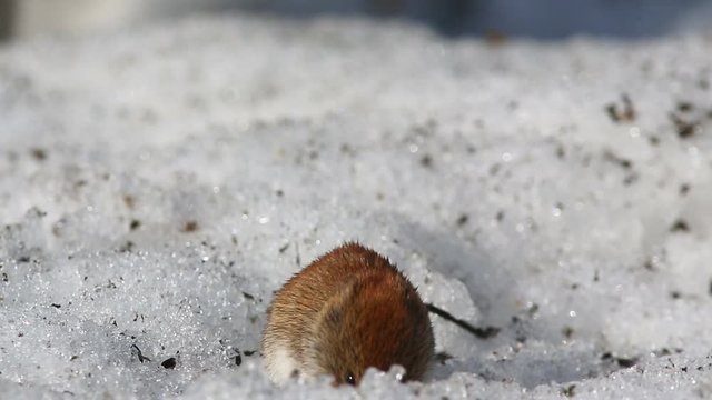 Common Vole (Microtus arvalis) is looking for food on the snow, finds it and chews it 