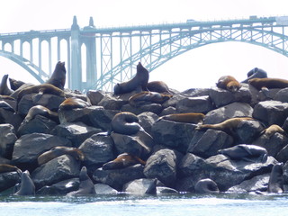 Pacific Seals on Rocks