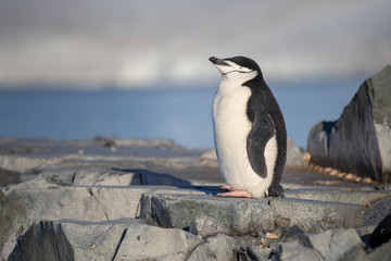 young chinstrap penguin - 292733643