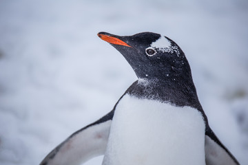 Gentoo penguin profile - 292733655