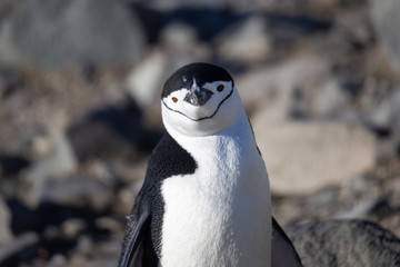 Chinstrap penguin facing camera - 292733690