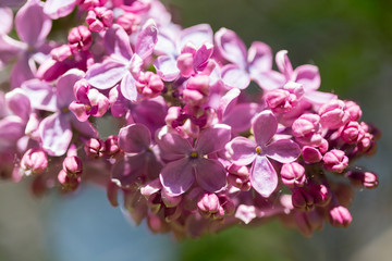 Obraz premium Delicate pink lilac flowers macro close - up in soft focus on blurred background. Botanical pattern.