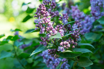 Flowers of lilac on tree with green leaf in sunny spring day at the Moscow city park