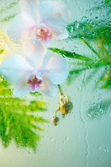 Background with white orchid, fern and palm leaves behind glass with raindrops, blurred tender...