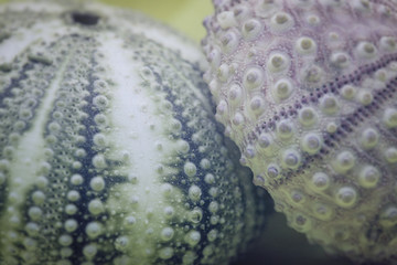 two small sea urchin shells - 292734069