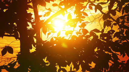 A warm toned view of the setting sun shining through back lit forest foliage.