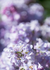 Delicate pink lilac flowers macro close - up in soft focus on blurred background. Botanical pattern.