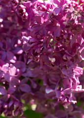 pink flowers macro close up in sunny light
