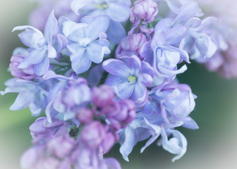 Fototapeta na wymiar Delicate pink lilac flowers macro close - up in soft focus on blurred background. Botanical pattern.