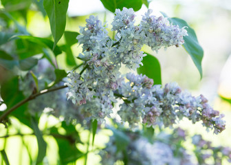 Flowers of lilac on tree with green leaf in sunny spring day at the Moscow city park
