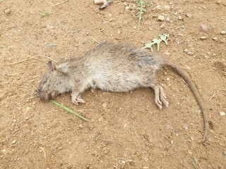 Dead rat. Poisoned Rat in the close-up