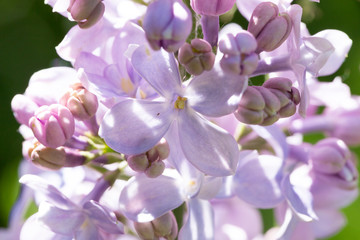 Naklejka na ściany i meble Delicate pink lilac flowers macro close - up in soft focus on blurred background. Botanical pattern.