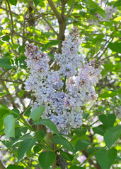 Flowers of lilac on tree with green leaf in sunny spring day at the Moscow city park