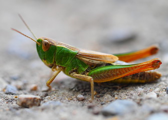Gemeiner Grashüpfer