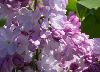 Blooming pink lilac flowers macro close-up in soft focus on a blurred background in a beautiful pattern of light and shadow on a Sunny spring day. Moscow, Russia