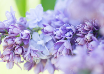 Blooming purple lilac flowers macro close-up in soft focus on a blurred background in a beautiful pattern of light and shadow on a Sunny spring day. Moscow, Russia