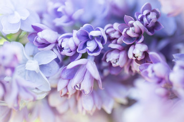 Blooming purple lilac flowers macro close-up in soft focus on a blurred background in a beautiful pattern of light and shadow on a Sunny spring day. Moscow, Russia
