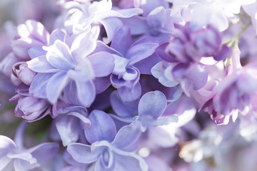 Blooming purple lilac flowers macro close-up in soft focus on a blurred background in a beautiful pattern of light and shadow on a Sunny spring day. Moscow, Russia