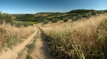 Fototapeta na wymiar Dirt track in the Tuscan agricultural landscape