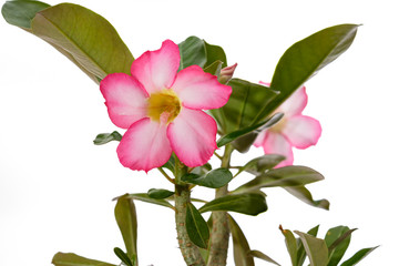 Rosa Blüte Wüstenrose