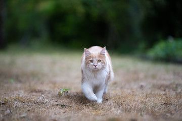 Naklejka na ściany i meble cream tabby beige white maine coon cat outdoors in the back yard walking towards camera on dried up grass looking ahead with copy space