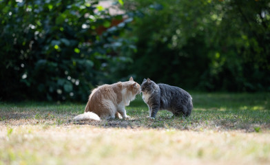 side view of two cute maine coon cats meeting in garden smelling each others nose on a sunny summer day
