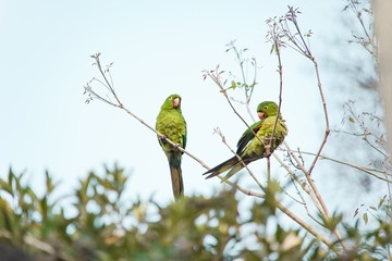 Portrait of Green Pionus in Nature