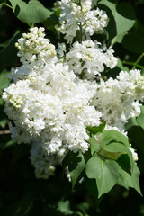 White lilac flowers close up on a blurred background on a Sunny spring day. Moscow, Russia