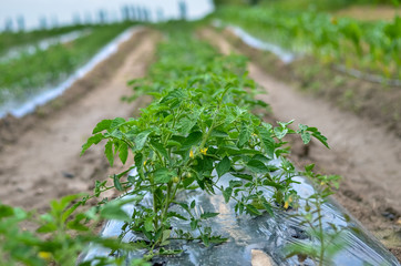 Growing tomatoes in rows in the field.