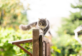 young blue tabby maine coon cat balancing on wooden fence walking looking ahead