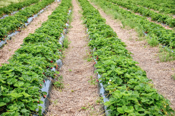 Fototapeta na wymiar Plantation of strawberries grown in the rows.