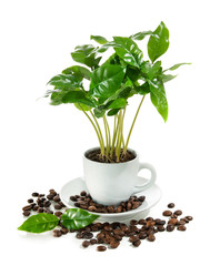 Coffee plant in coffee cup isolated