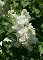 White lilac flowers close up on a blurred background on a Sunny spring day. Moscow, Russia