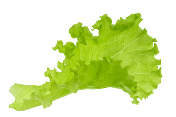 Green lettuce leaf isolated without shadow