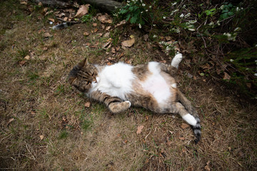 Naklejka na ściany i meble funny picture of a tabby white british shorthair cat outdoors in the back yard lying on back looking at belly