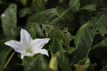 Obraz premium White flowers on background